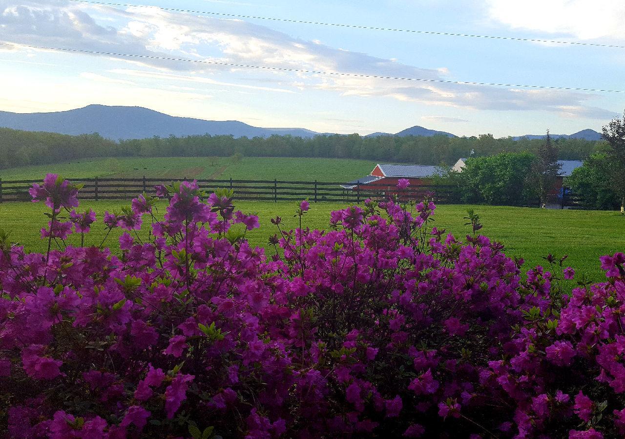 Piney Hill B&B And Cottages ลูเรย์ ภายนอก รูปภาพ